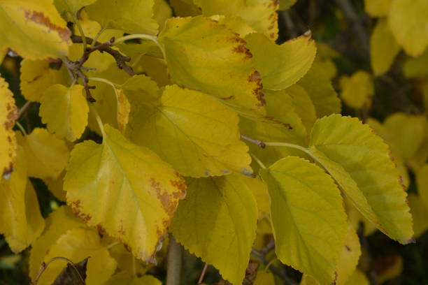 Hêtre commun 'Zlatia'