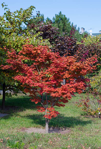 Érable du japon 'Shindeshojo'