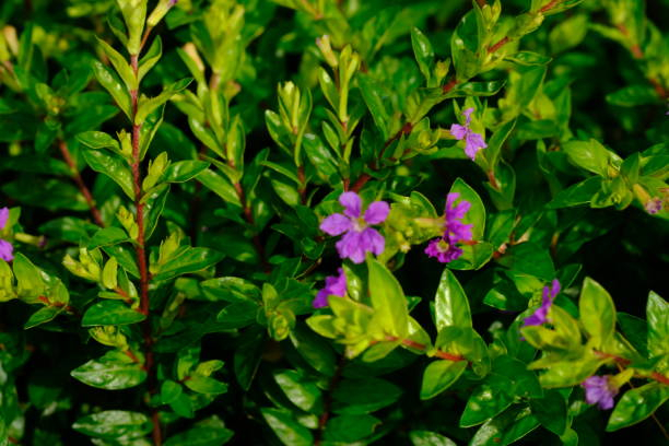Cuphea 'Rubra'