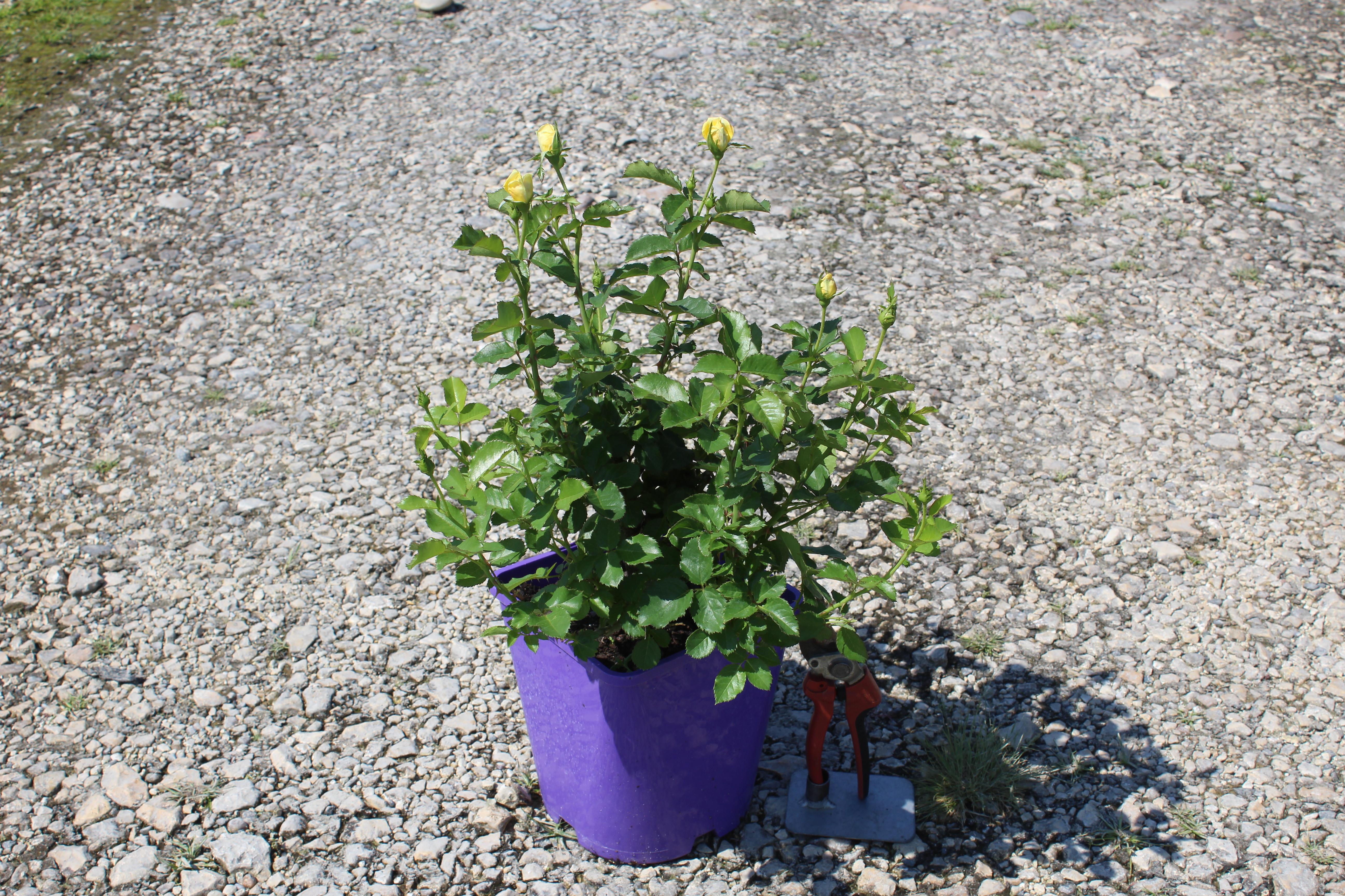 Rosier 'Yellow hammer '