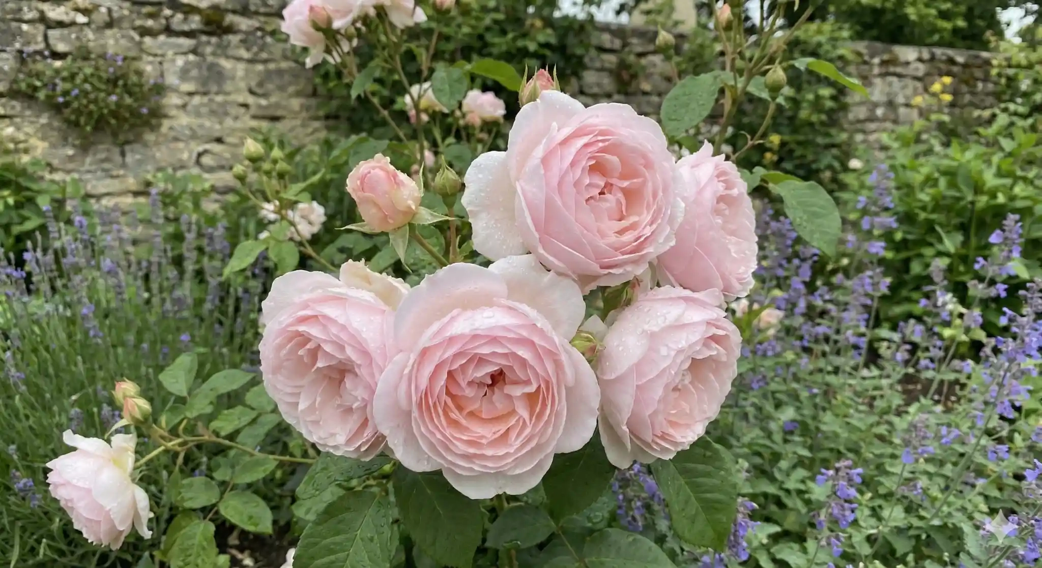 Rosier 'Rose de beaune '