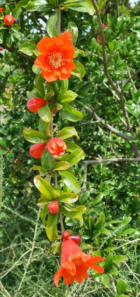 Grenadier 'Legrelleae'