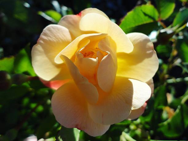 Rosier 'Elvis - pacific sunset '