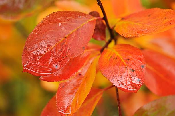 Charme commun 'Rock hampton red'