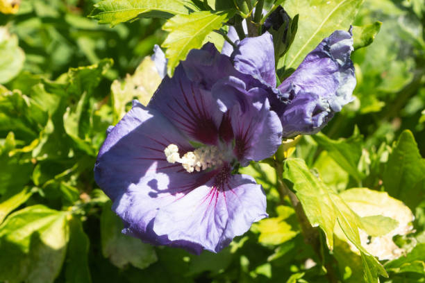 Althéa 'Ultramarine'
