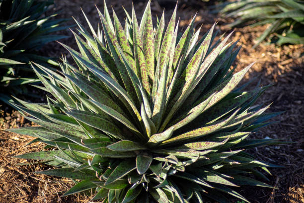 Mangave 'Ananas express'