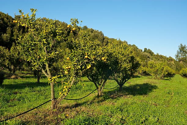 Mandarinier