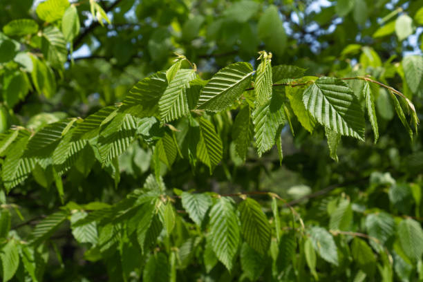 Charme commun 'Fastigiata ramifie'