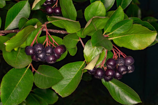 Cassissier 'Black down'