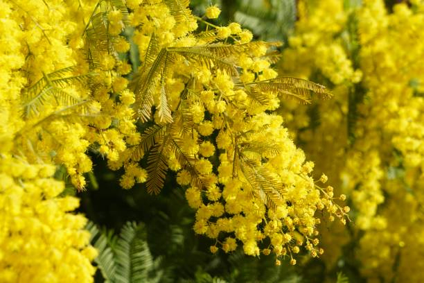 Mimosa d'hiver 'Gaulois astier'