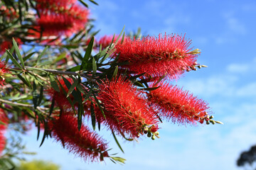 Rince-bouteille 'Inferno'