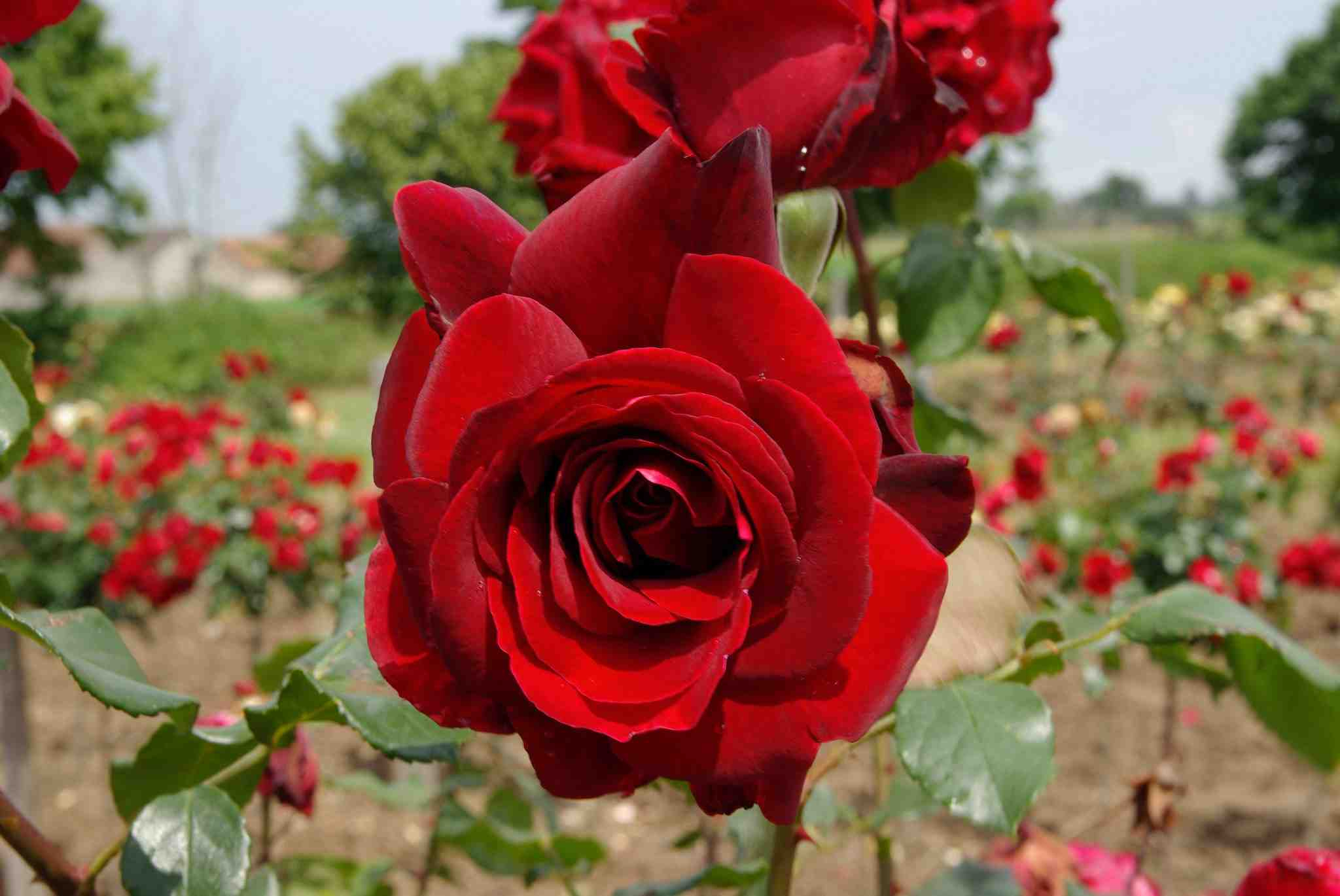 Rosier 'Chateau d'amboise'