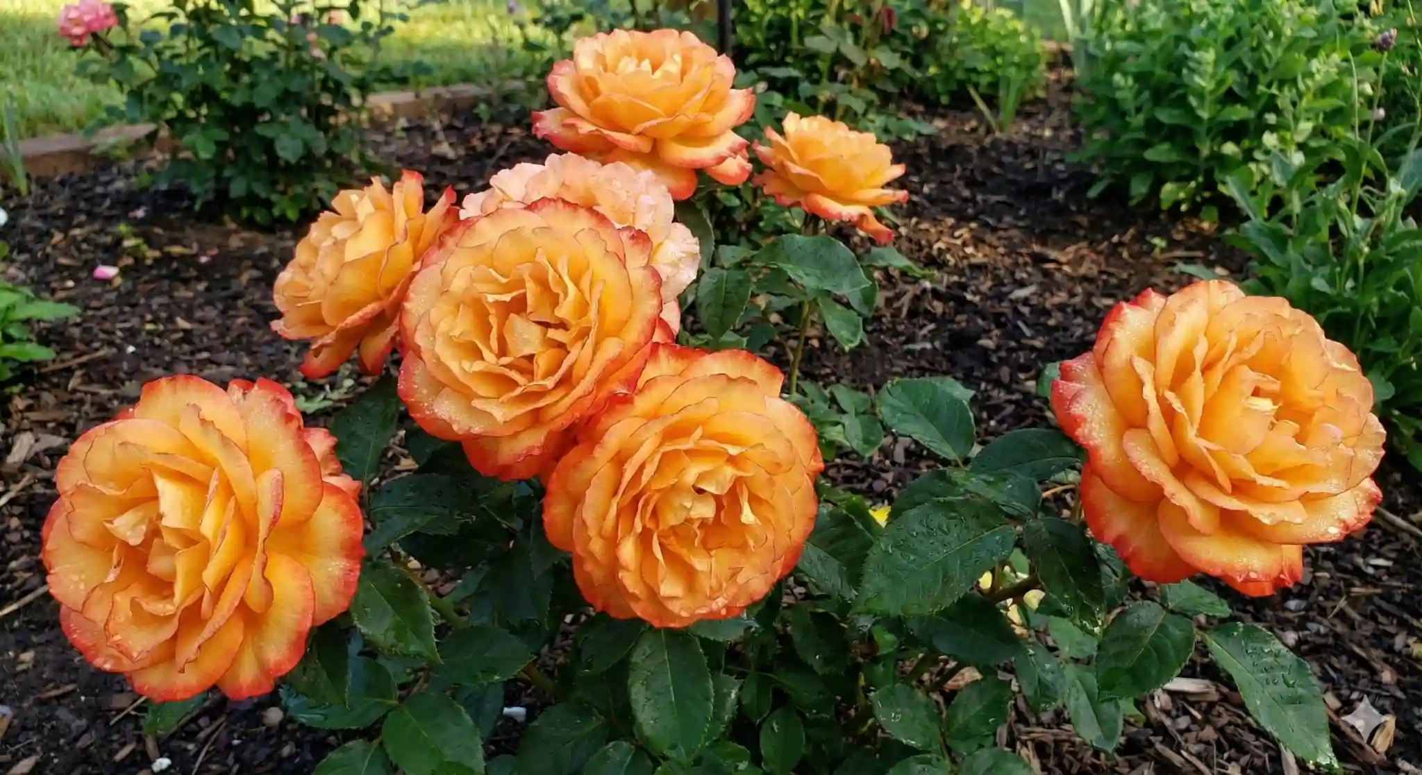 Rosier 'Soledad '