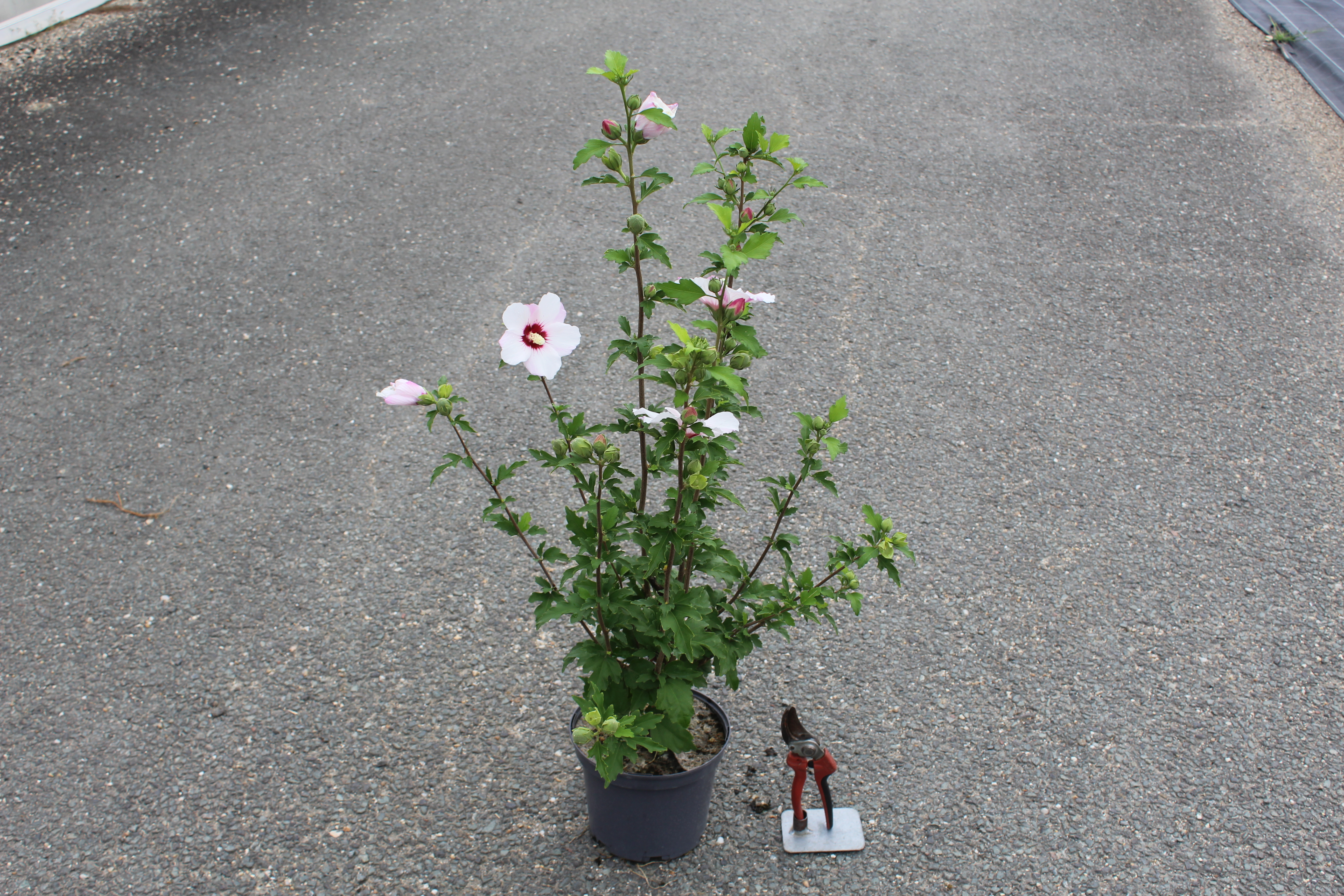 Althéa 'Pinky sport'