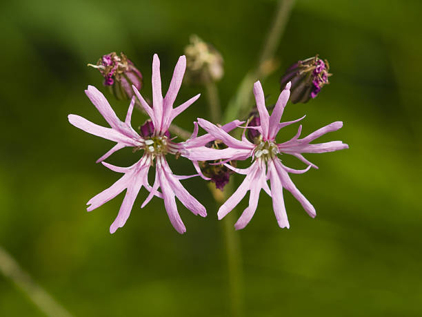 Fleur de coucou