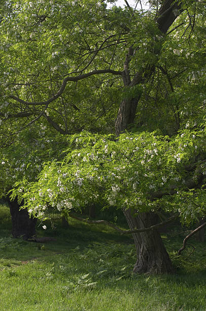 Robinier faux acacia