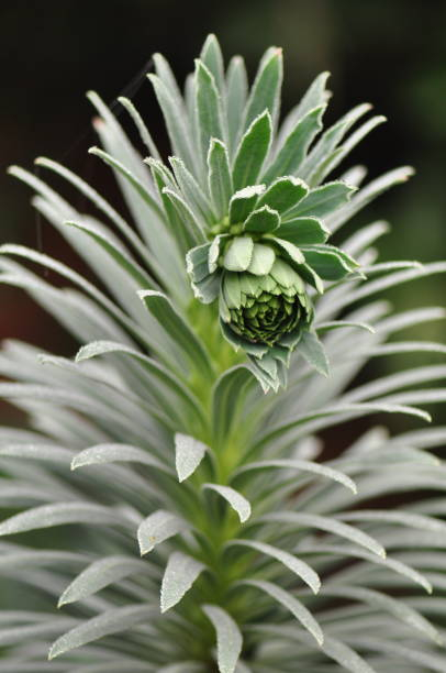 Euphorbe des garrigues 'Silver swan'