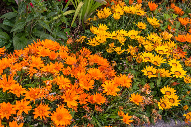 Gazania x hybrida gris
