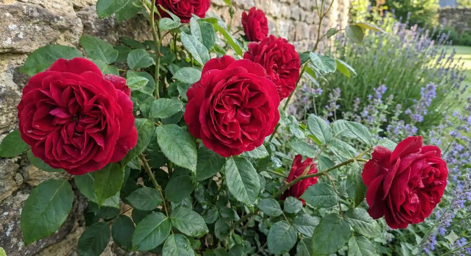 Rosier 'Darcey bussel '