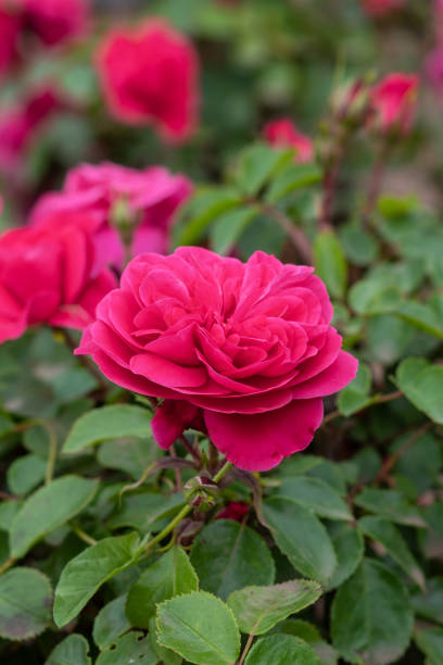 Rosier 'Emera rose fuchsia '