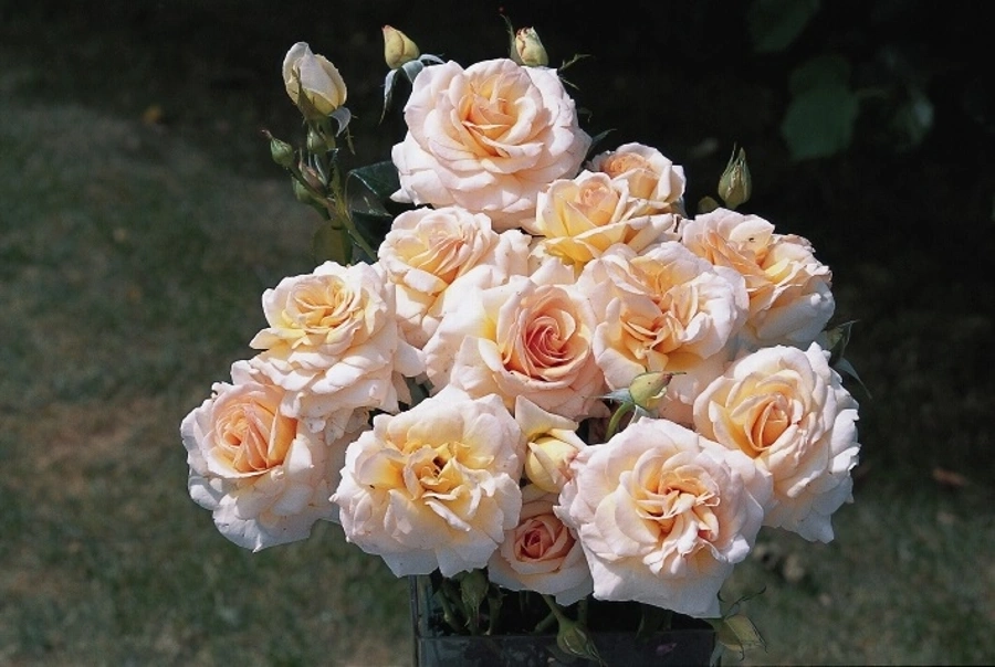 Rosier 'Jean pierre foucault '