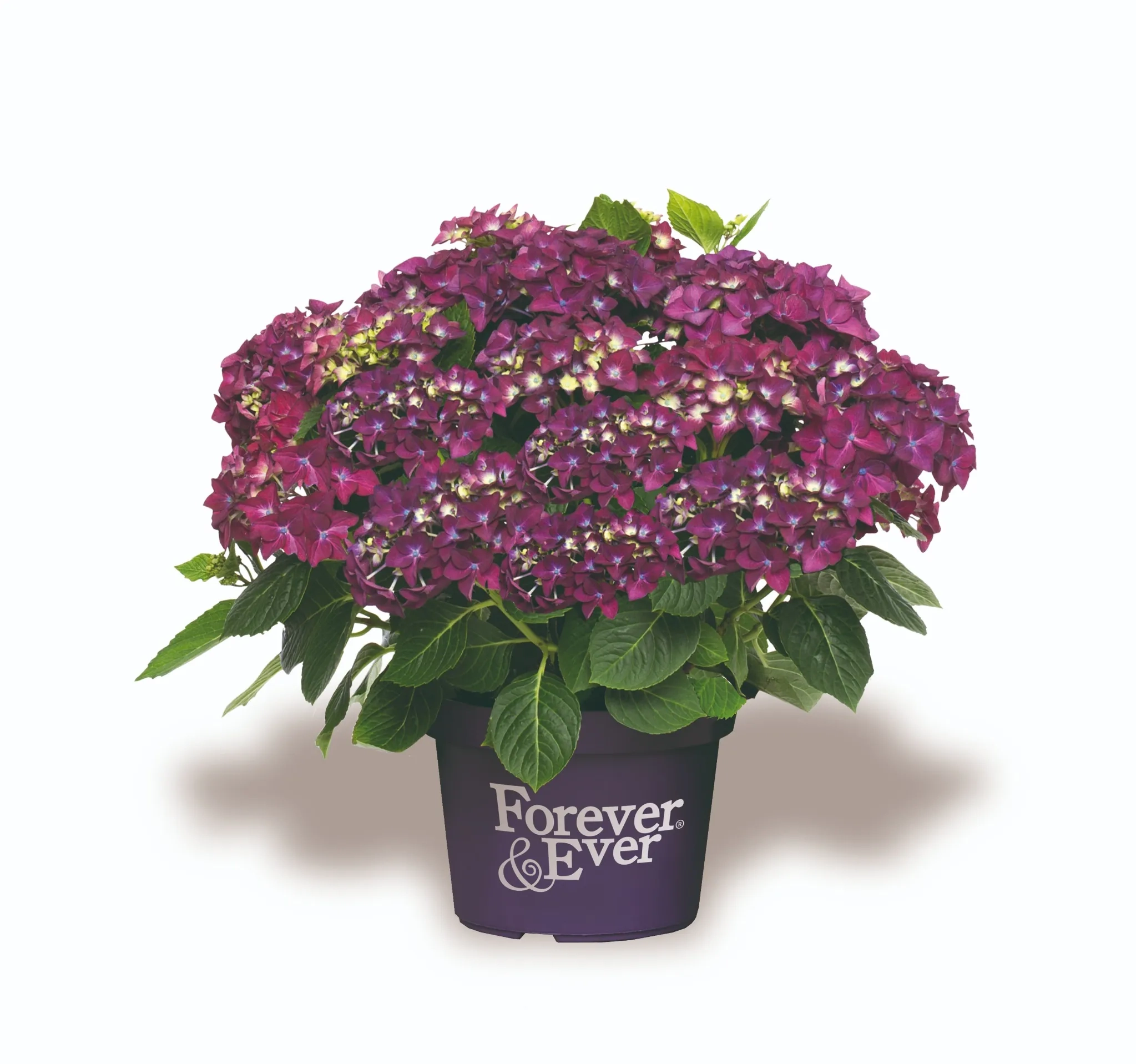 Hortensia 'Forever and ever purple'