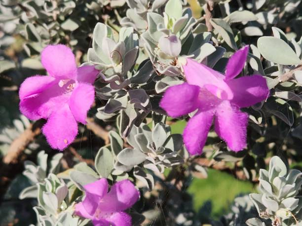 Sauge du désert 'Compactum'