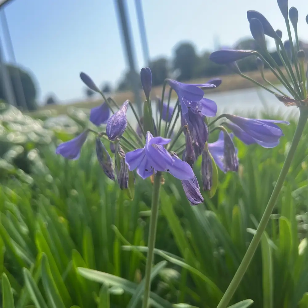 Agapanthe 'Lapis Lazuli'