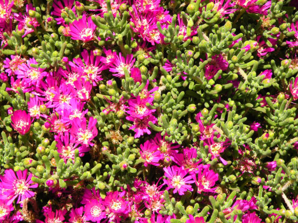 Drosanthème florifère