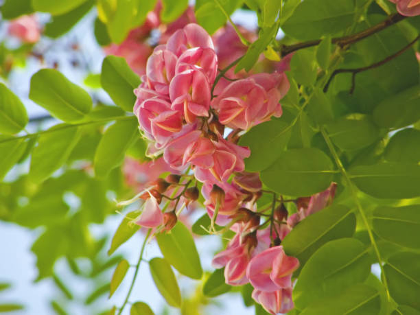 Robinier faux-acacia 'Georgia da torino'