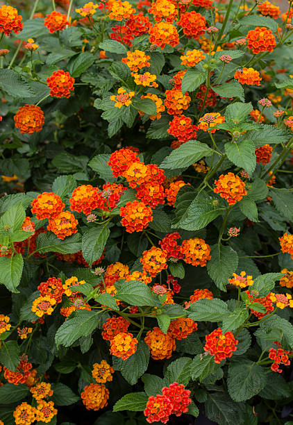 Lantanier 'benderita'