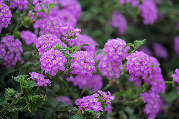 Lantanier Très Délicat violet