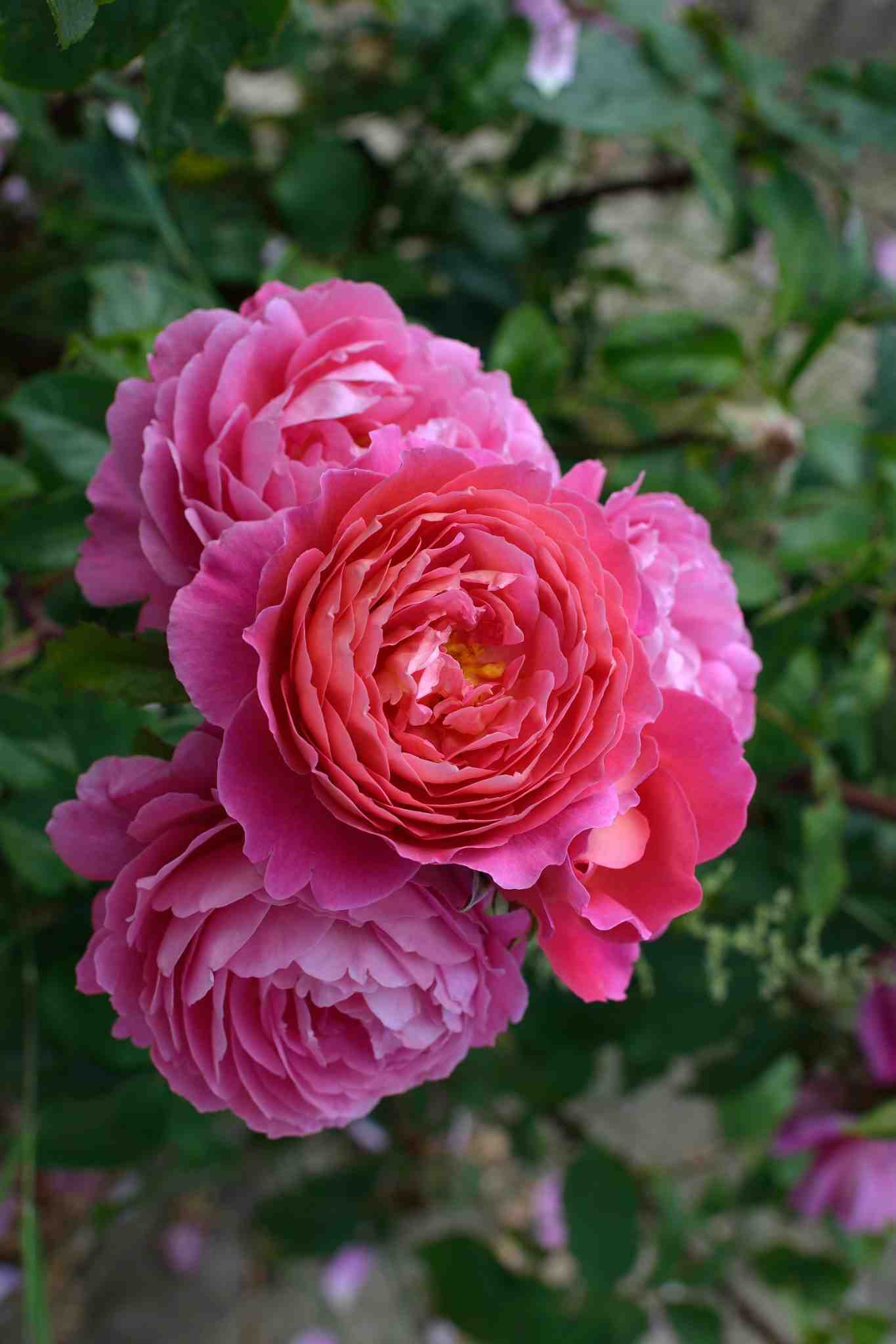 Rosier 'Folle courtisane '