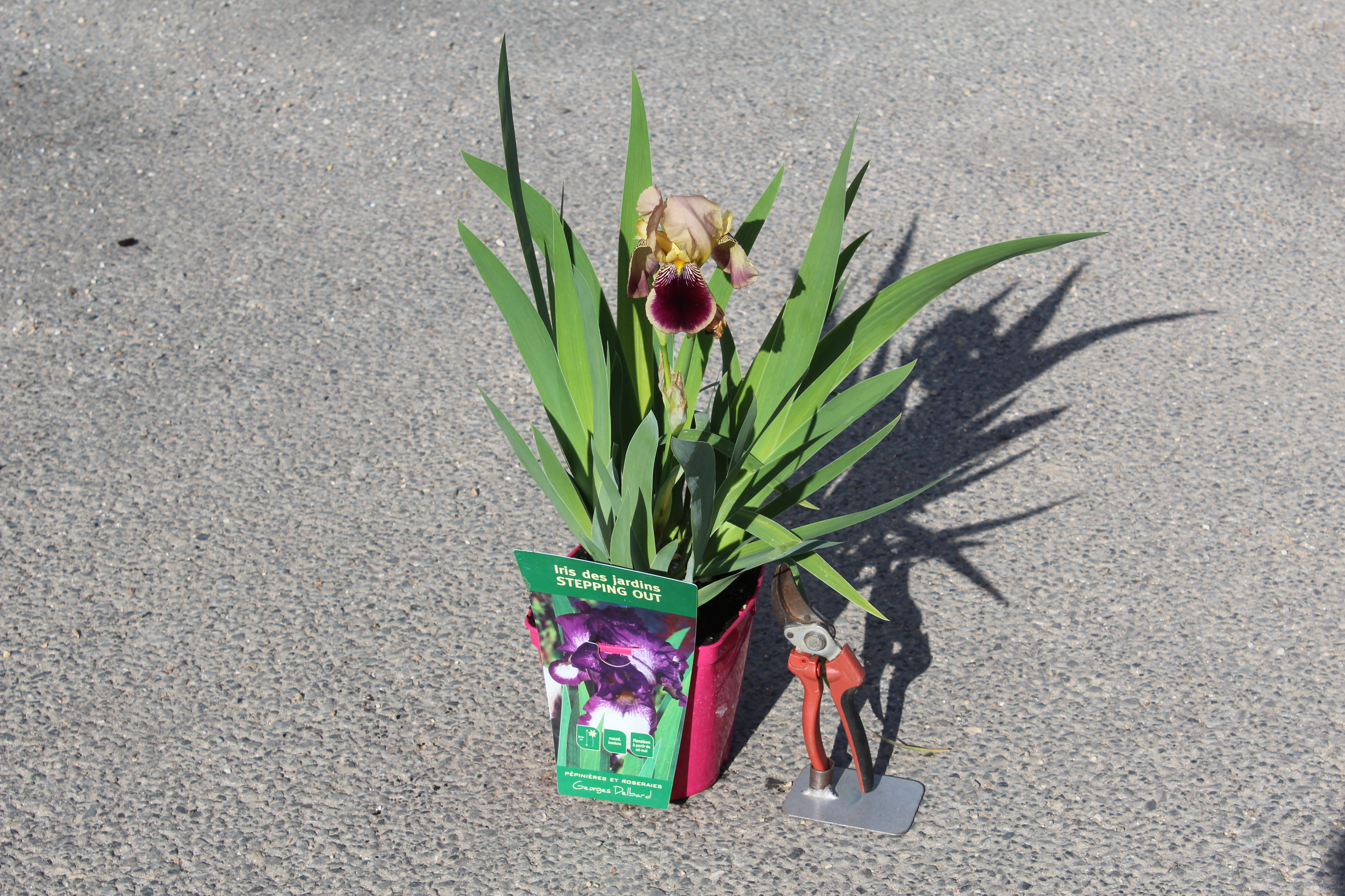 Iris d'allemagne 'Stepping out bleu et blanc'