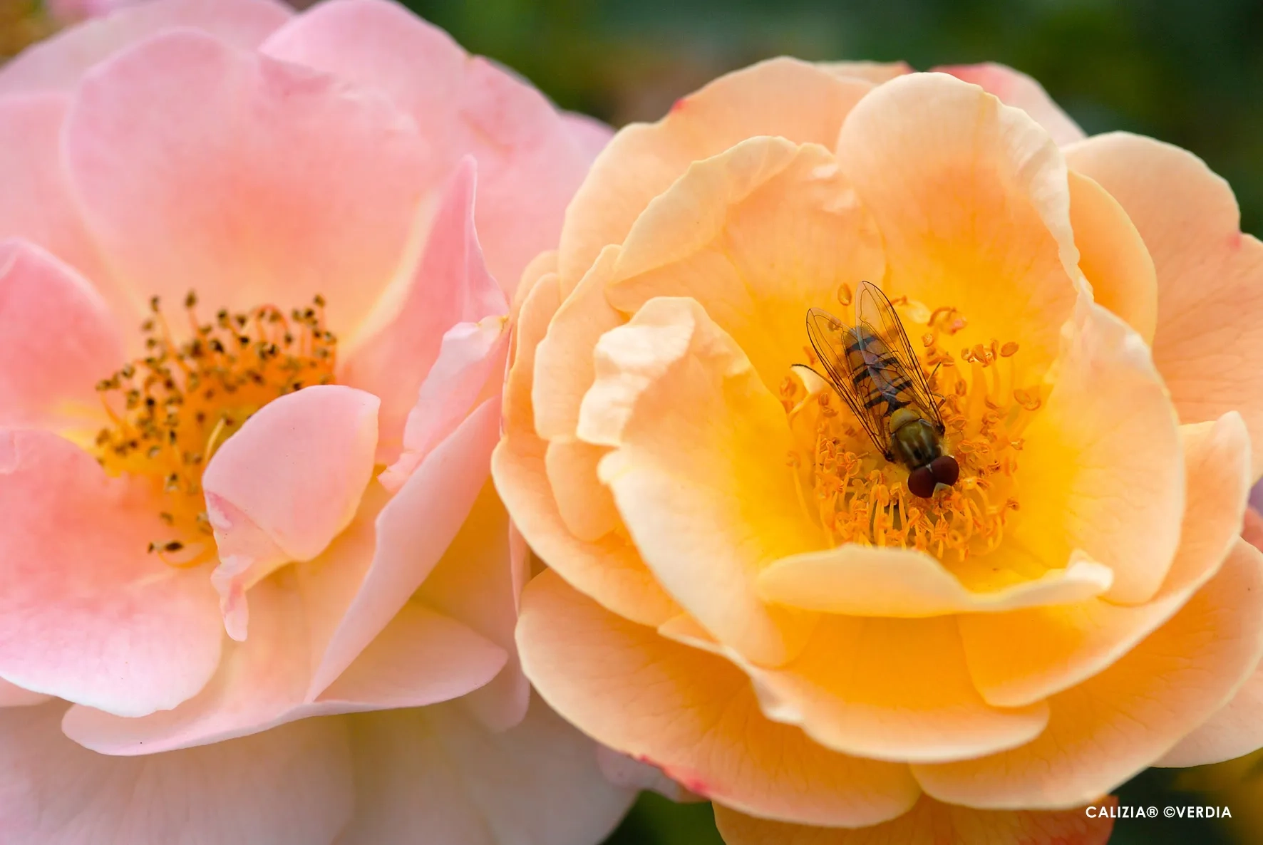 Rosier 'Calizia orange saumone '