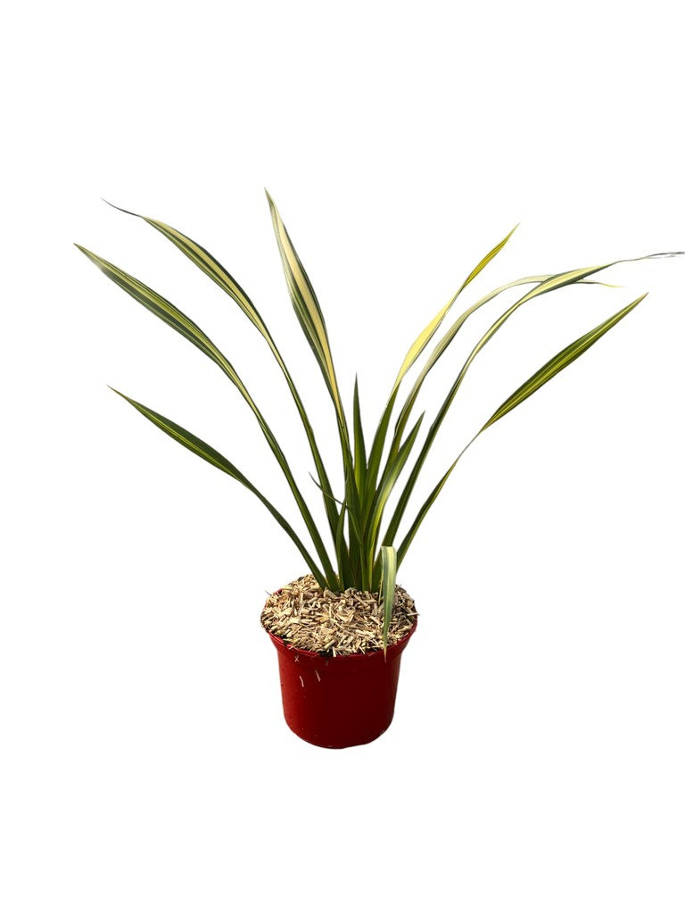 Phormium 'Jester'