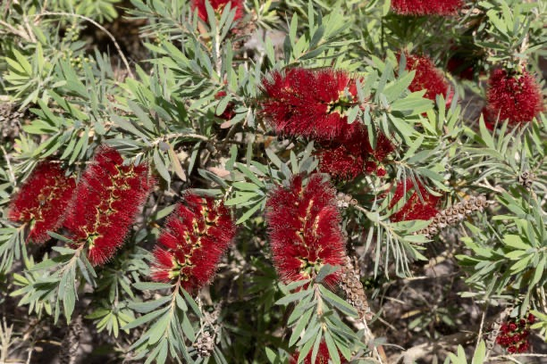 Rince-bouteille 'mini red'