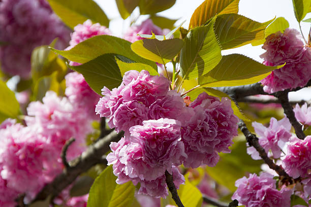 Cerisier du japon 'Kanzan'