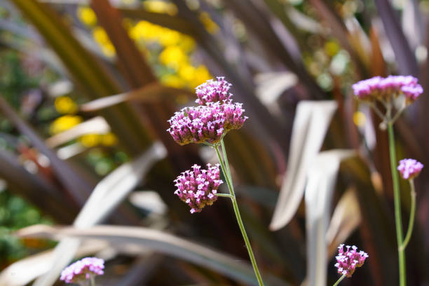 Verveine 'Lollipop'