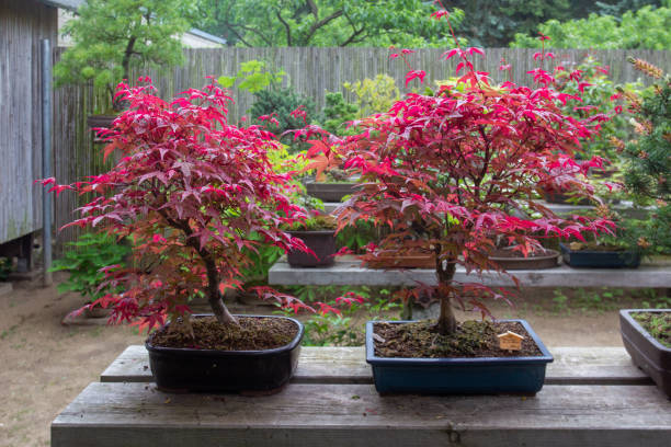 Érable du japon 'Jerre schwartz'