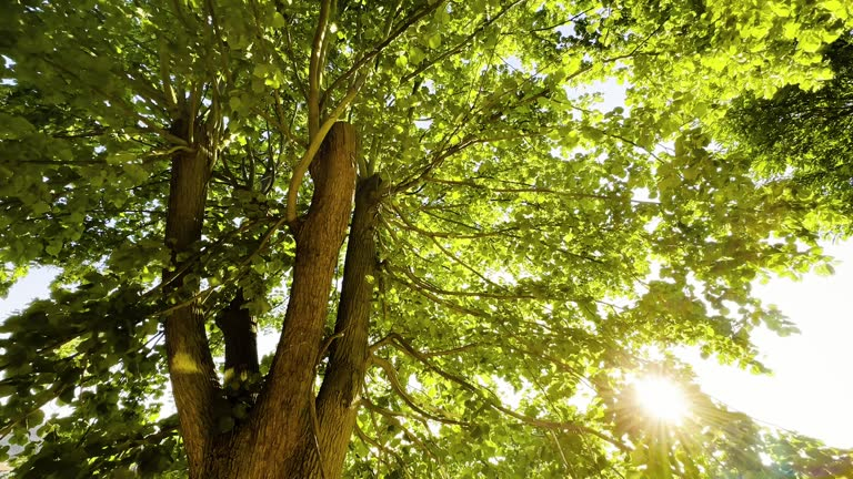 Tilleul à grandes feuilles