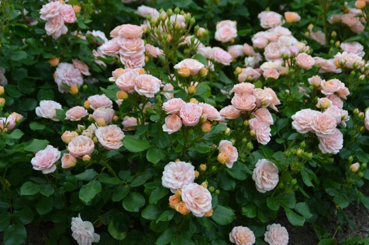 Rosier 'Bordure nacree'