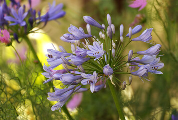 Agapanthe 'Cristal blue'