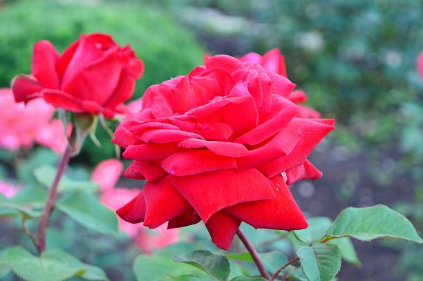 Rosier 'Palais des papes '