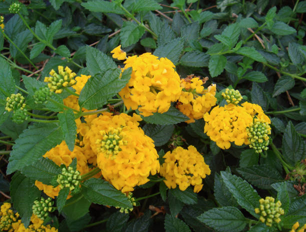 Lantanier Jaune