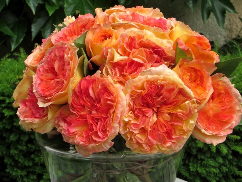 Rosier 'Henri delbard '