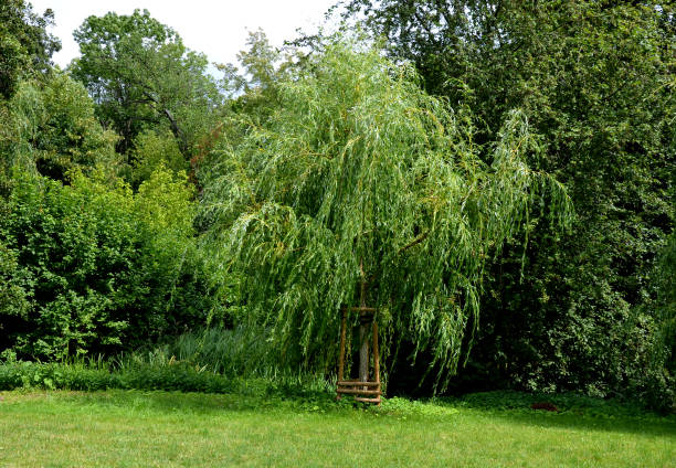 Saule pourpre pleureur 'Pendula'