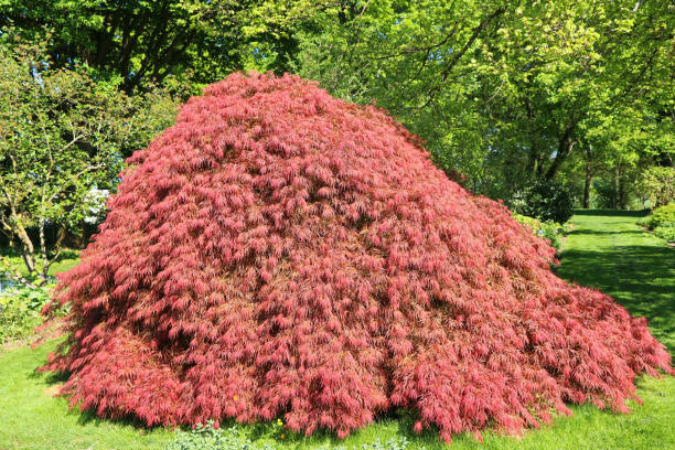 Érable du japon 'Dissectum ornatum'