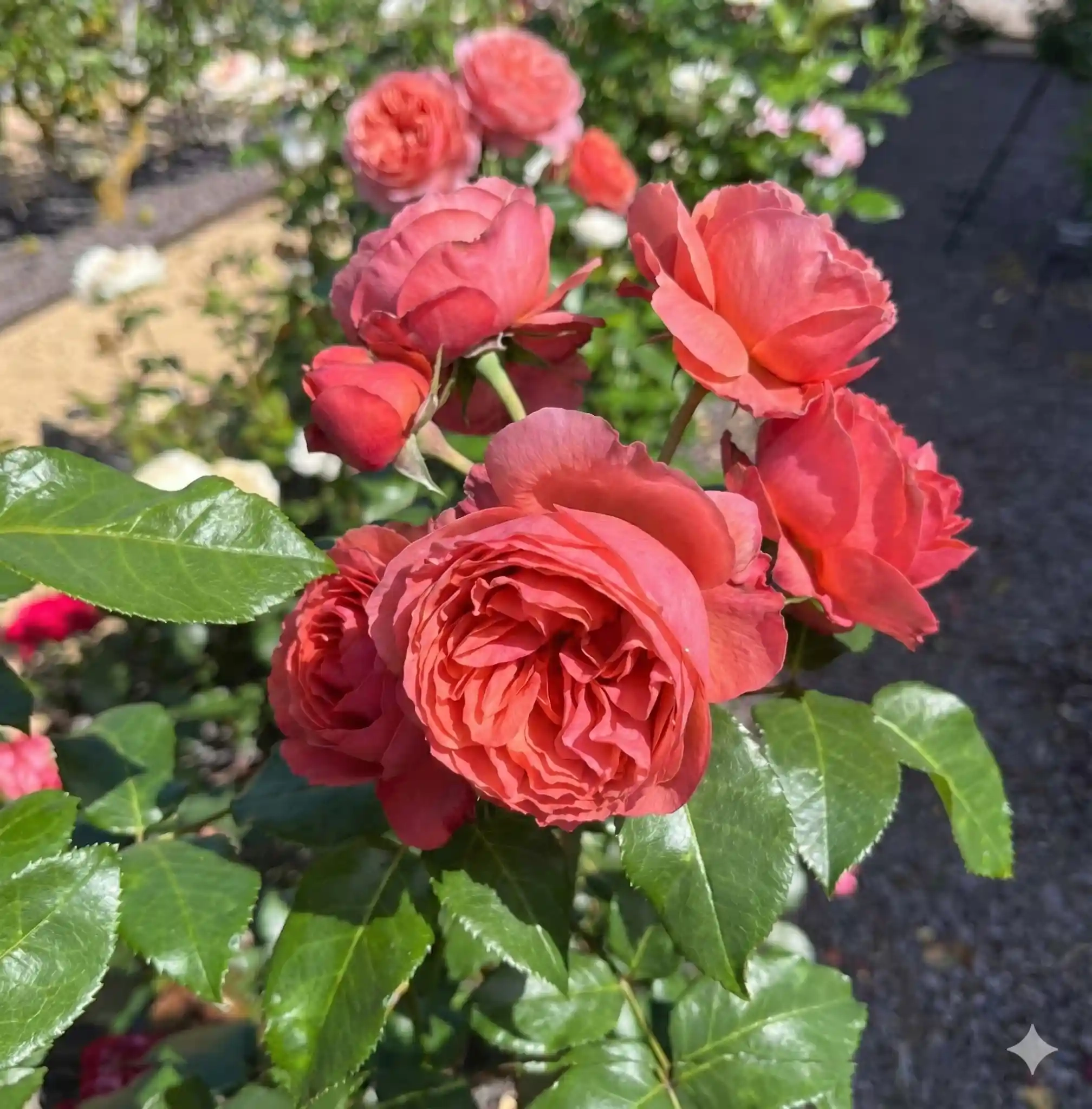 Rosier 'Mademoiselle meilland '