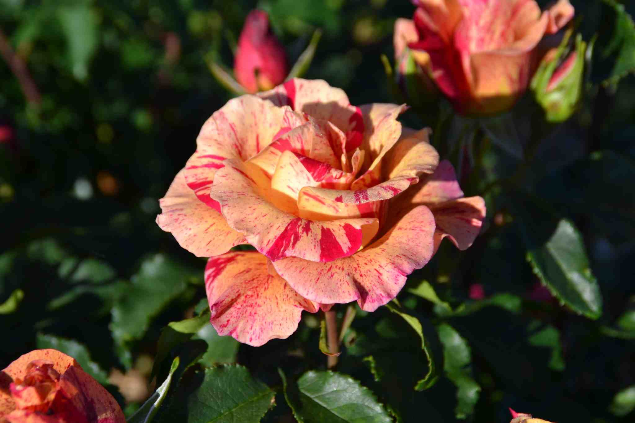 Rosier 'Edgar degas '